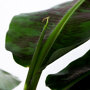Bananenplant detail